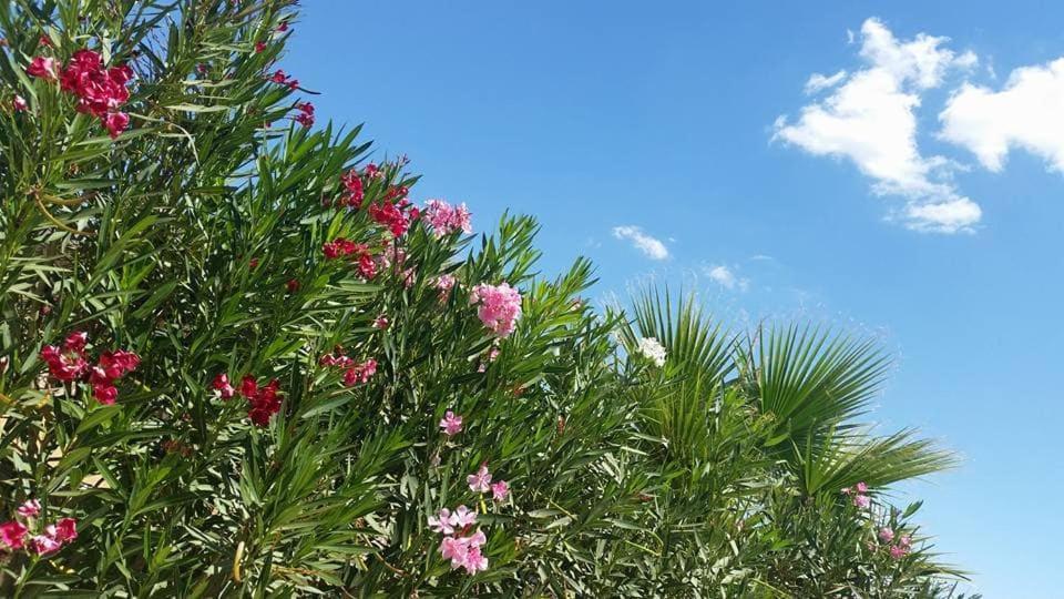 Il Canneto Di Selinunte Marinella di Selinunte Exterior foto